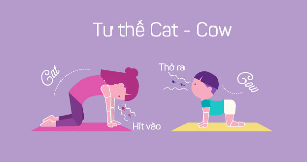 tư thế tập yoga con mèo